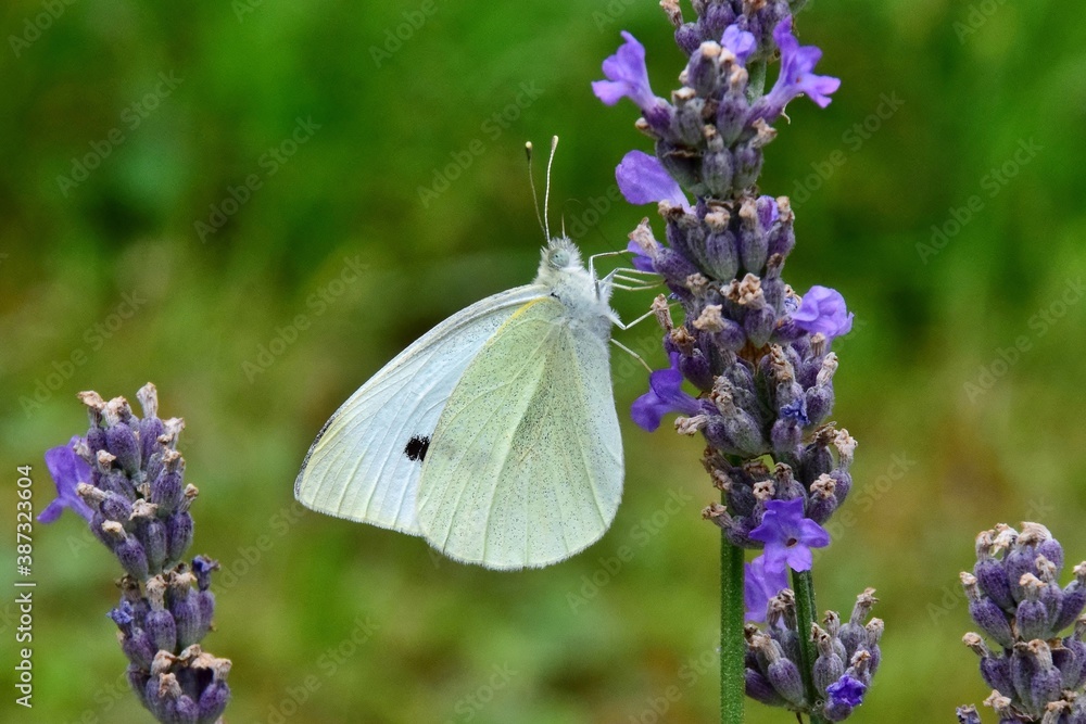 Ein großer Kohlweißling (Schmetterling) Ein großer Kohlweißling (Schmetterling)