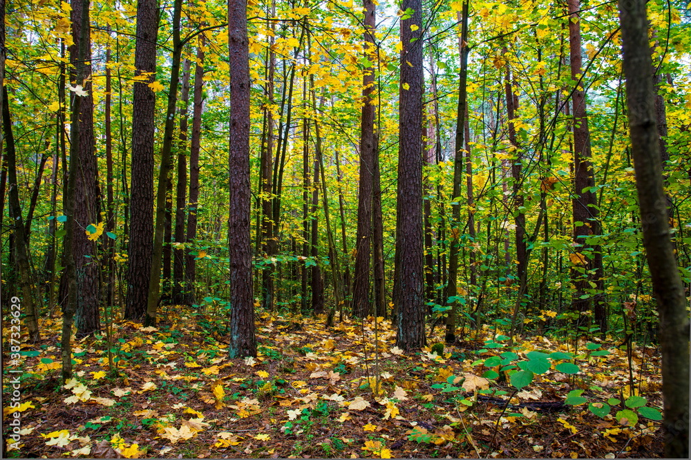 Autumn in the forest Autumn in the forest