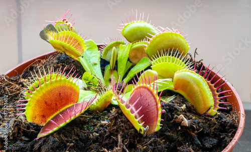 Detailed image of Venus flytrap (Dionaea muscipula) photo