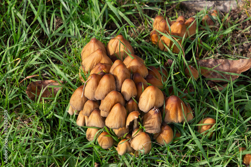 Top view of Glistening inkcap mushrooms in the grass, also called Coprinellus micaceus or glimmertintling