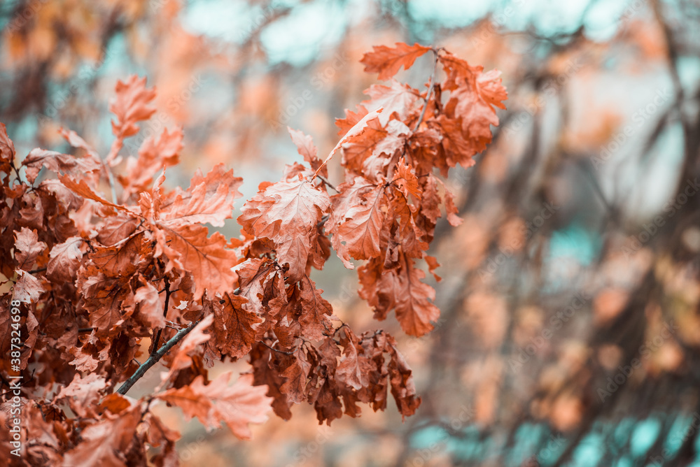 Colorful autumn maple leaves on a tree branch Colorful autumn maple leaves on a tree branch