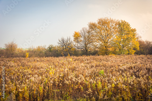autumn landscape with yellow leaves