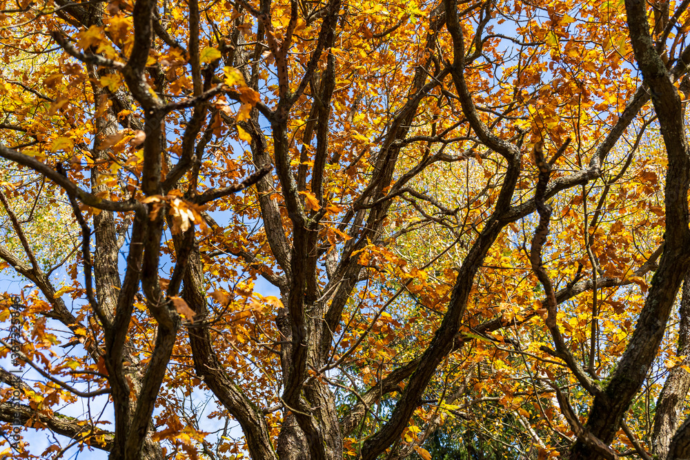 Dark oak branches with yellow golden leaves in autumn Dark oak branches with yellow golden leaves in autumn