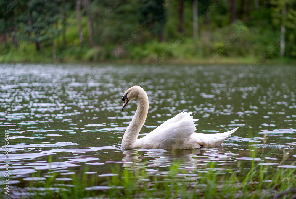 Fototapeta premium Elegant white mute swan swimming in a blue lake on a cold sunny day, wind making waves, reflection in the water