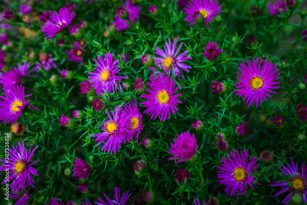 Pink aster flower blooming in the garden. Selective focus. Shallow depth of field. Pink aster flower blooming in the garden. Selective focus. Shallow depth of field.