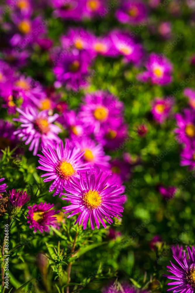 Pink aster flower blooming in the garden. Selective focus. Shallow depth of field. Pink aster flower blooming in the garden. Selective focus. Shallow depth of field.