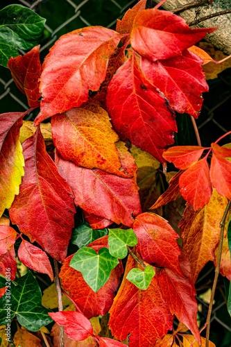 Makro Buntes Laub Herbstlaub 