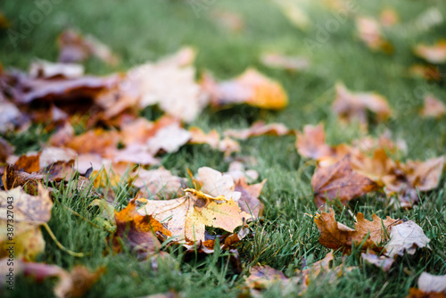 Autumn leaves on green grass-autumn background