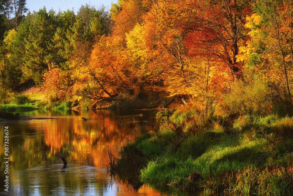 Sunny autumn day on the river and many yellow trees along the banks. autumn day in nature with beautiful weather.