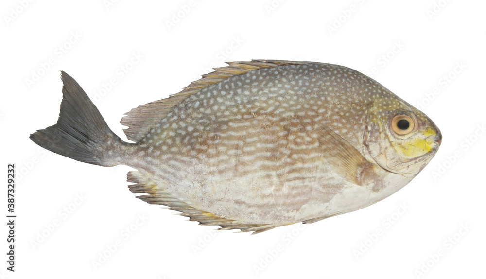 Rabbitfish or spinefoot fish isolated on white Rabbitfish or spinefoot fish isolated on white