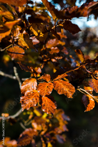 Wallpaper Mural Close up of autumn leaves in foret. Fall landscape and Picos de Europa. Spain, Asturias, Ponga Valley. Torontodigital.ca