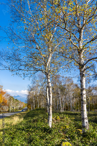 八千穂高原の白樺林と道（長野県佐久穂町）／The best white birch forest in Japan 