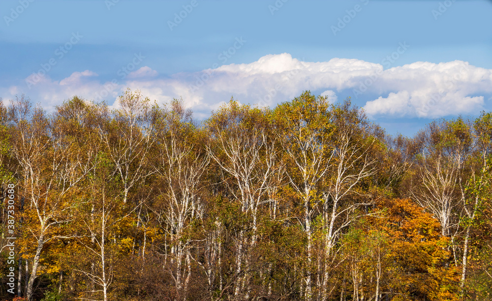 Fototapeta premium 紅葉した白樺林と雲／八千穂レイク（長野県八千穂高原）