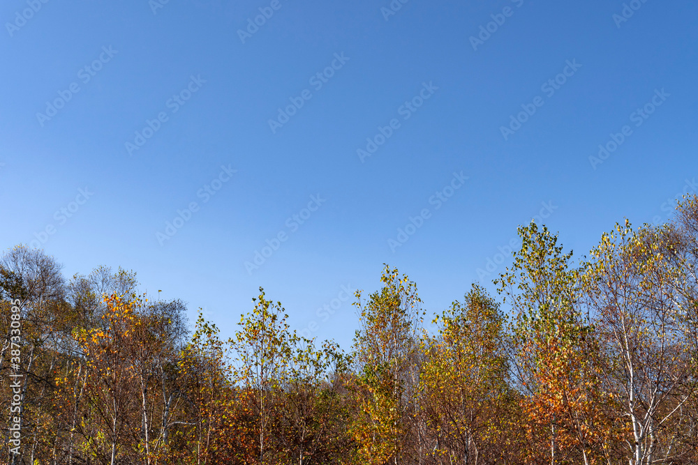 コピースペースの青空と紅葉した白樺林／八千穂レイク（長野県八千穂高原）