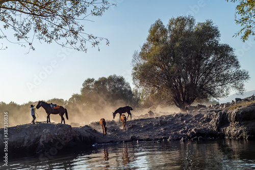 wild buffalos in lake Erciyes Mountain Kayseri, Turkey