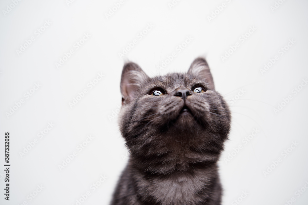 Fototapeta premium Adorable scottish black tabby kitten on white background.