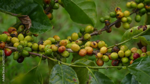 Kaffee wird in über 50 Ländern weltweit angebaut. Hier in Vilcabamba, Ecuador.