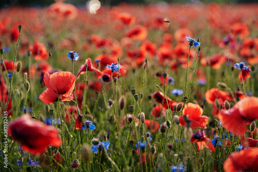 Obraz premium Close up of red poppy flower on the field.