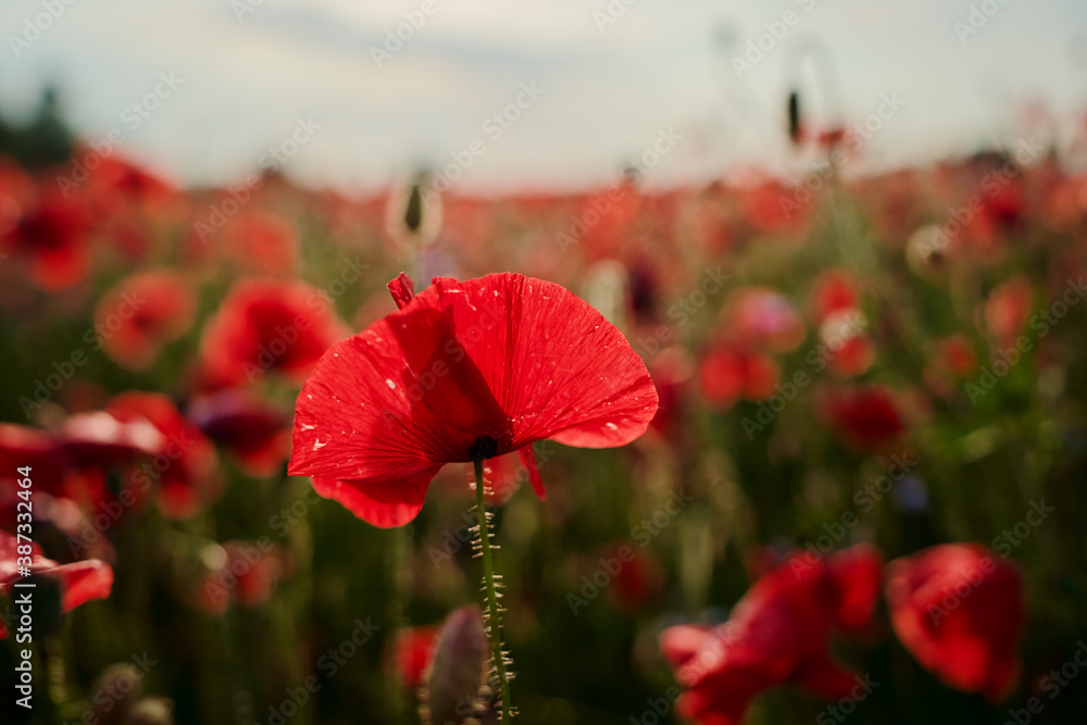 Fototapeta premium Close up of red poppy flower on the field.