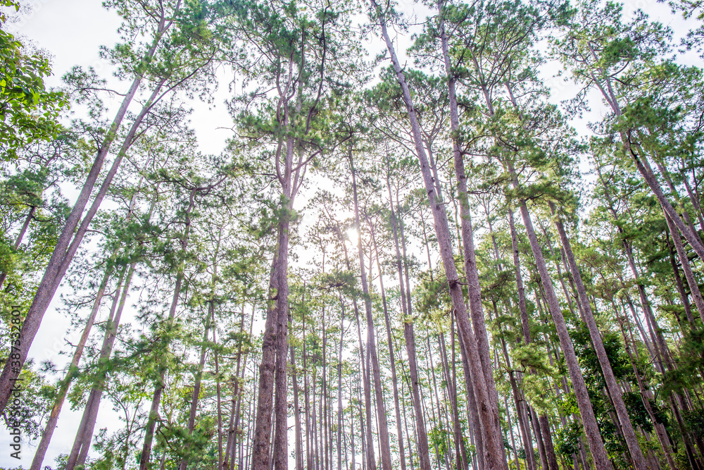 Fototapeta premium Scenic view of very big and tall pine tree with sun light in the forest when looking up.