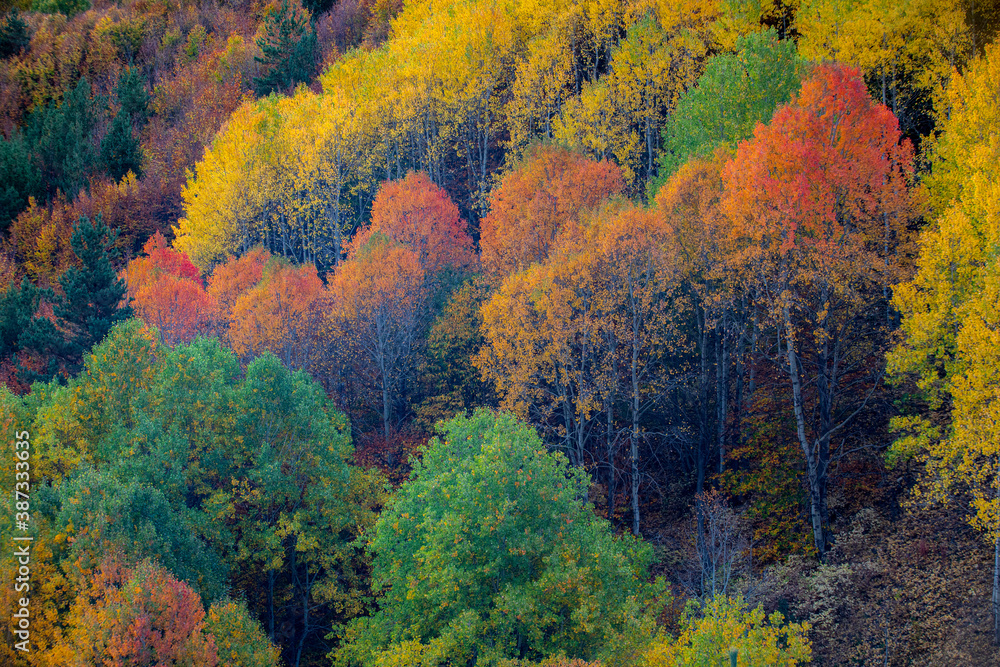 Color beauty of the autumn season