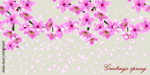 Blossoming branches of Japanese cherry with flying petals on grey. Pink Sakura floral texture, spring banner, EPS 10, vector