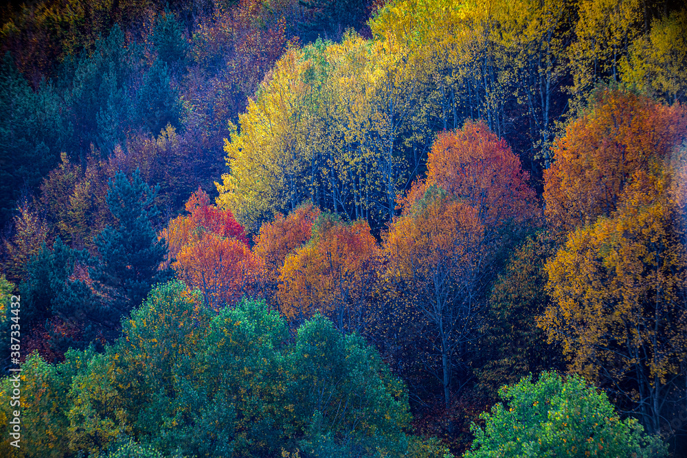 Color beauty of the autumn season Color beauty of the autumn season