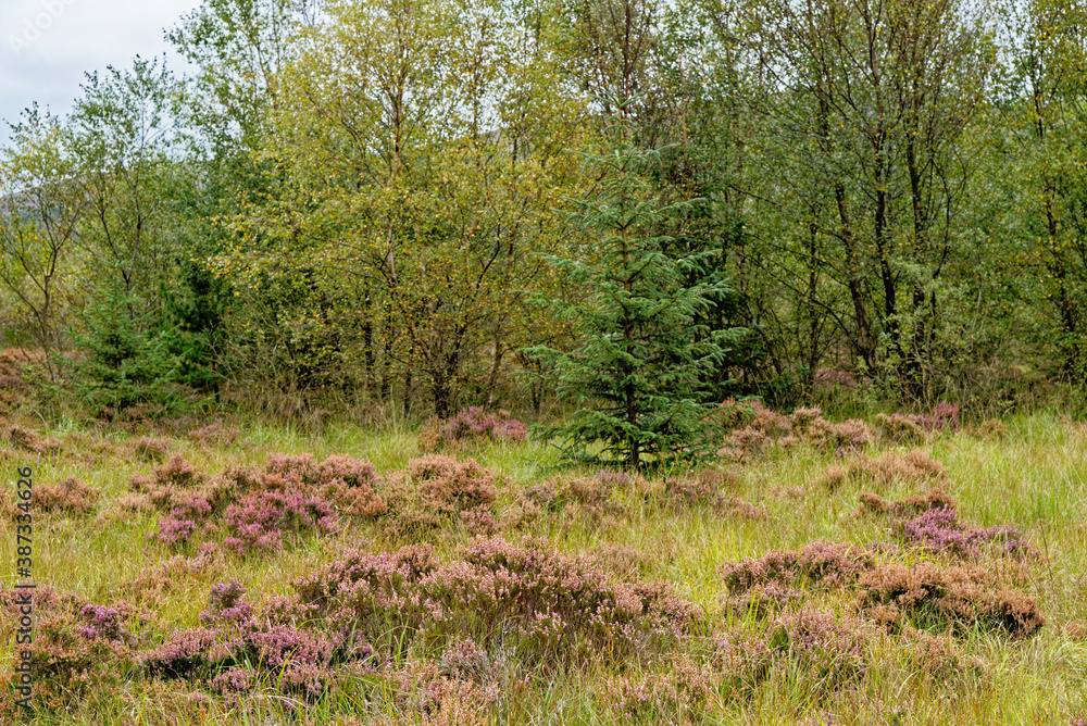 View of Galloway Forest Park - Dumfries and Galloway - Scotland View of Galloway Forest Park - Dumfries and Galloway - Scotland