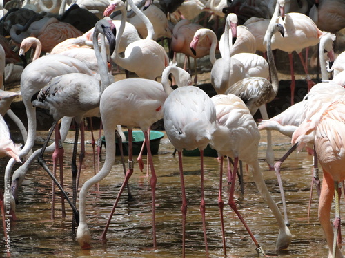 leão, lion, tiger, tigre, water, água, cachoeira, falls, hipopótamo, hipo, alligator, jacaré, rice, arroz, bird, pássaros, flamingo, papagaio, arara, macaco, monkey, girafa, giraf, butterfly, borbolet