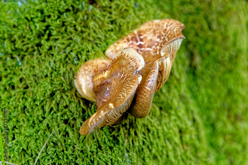 Chaga mushroom - Inonotus obliquus growing in a forest