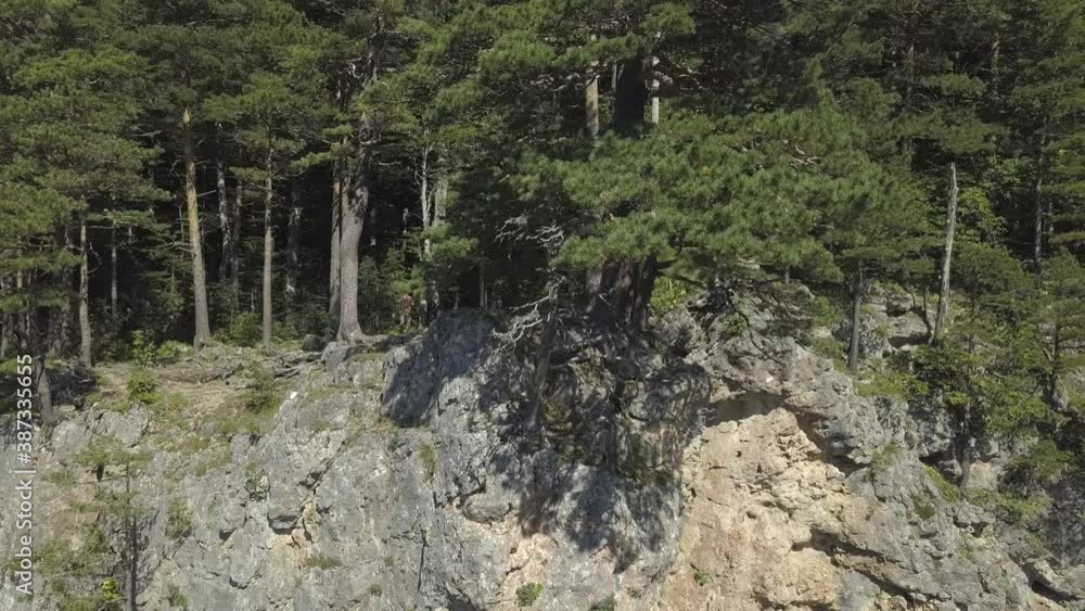 Drone flies near mixed deep forest with high firsor spruce. Beautiful summer landscape with valleys, trees crowns, mountain range Drone flies near mixed deep forest with high firsor spruce. Beautiful summer landscape with valleys, trees crowns, mountain range