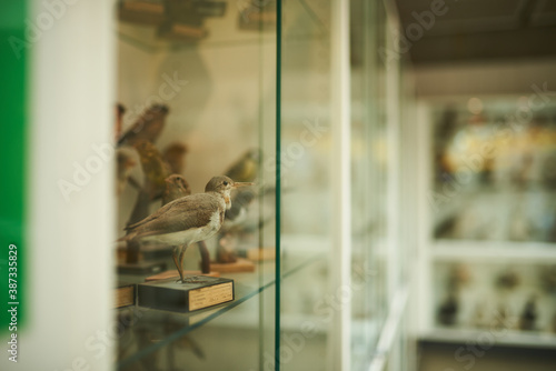 Tableau sur toile taxidermy bird in a window at school