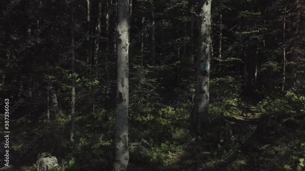 Dark dense forest, trees and leaves Dark dense forest, trees and leaves