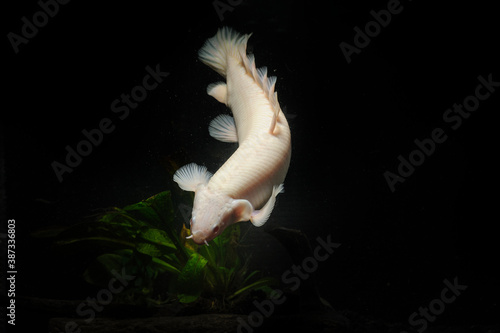 Bichir fish in the turbid water photo