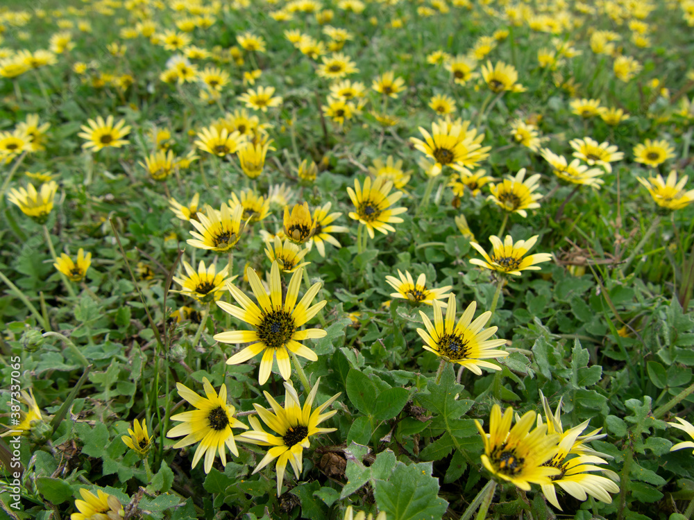 黄色い花の花畑 黄色い花の花畑