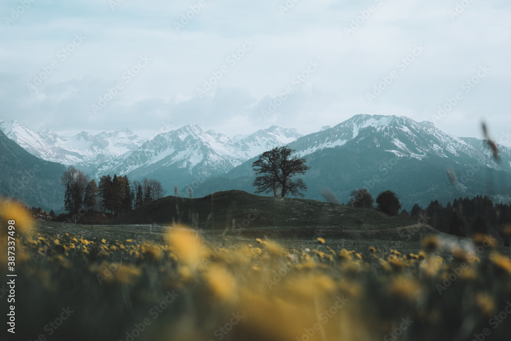 Fototapeta premium Löwenzahn im Allgäuer Frühling