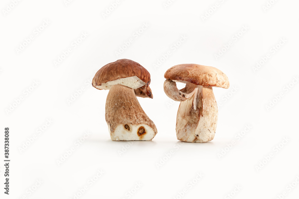 Fototapeta premium Beautiful fresh porcini mushrooms on white background isolated season healthy food
