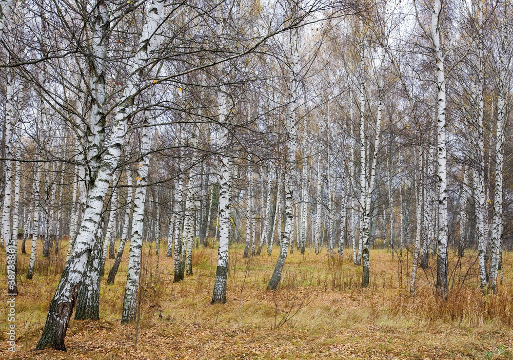 Fototapeta premium Slender white birches in an autumn yellow leaf and grass