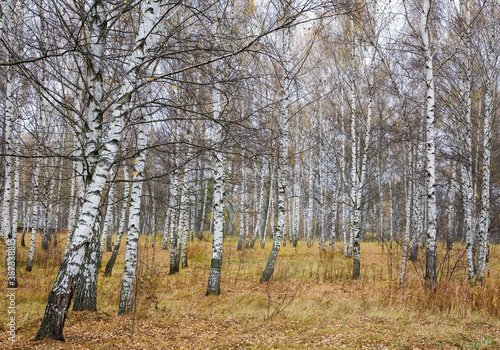 Slender white birches in an autumn yellow leaf and grass