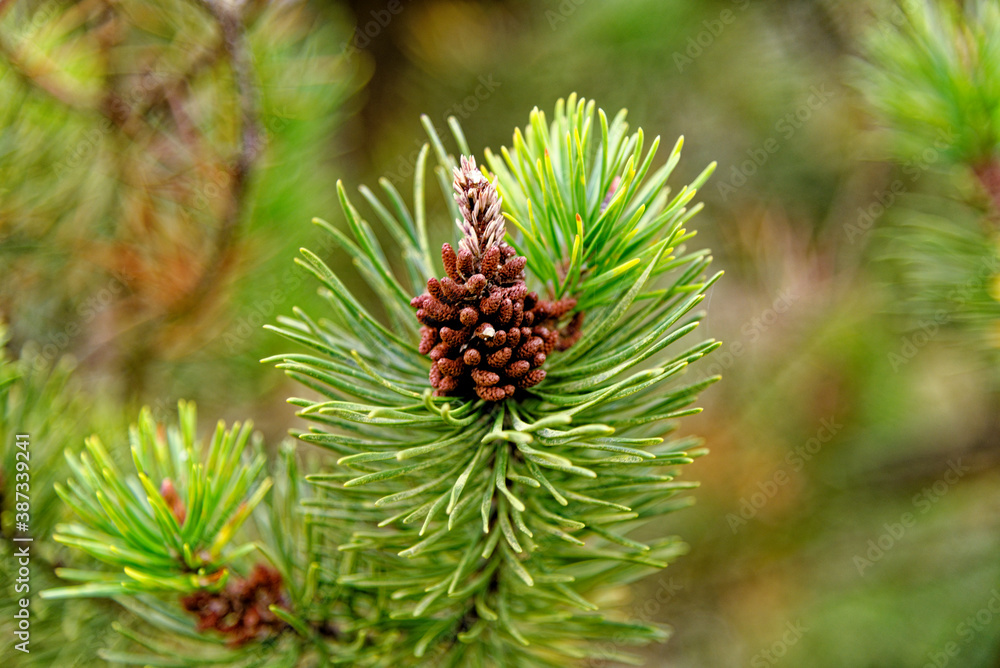 Evergreen forest or wood - Nature and environment Evergreen forest or wood - Nature and environment
