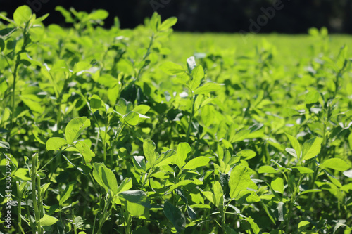 Alfalfa green plants growing in the field against sunlight on summer