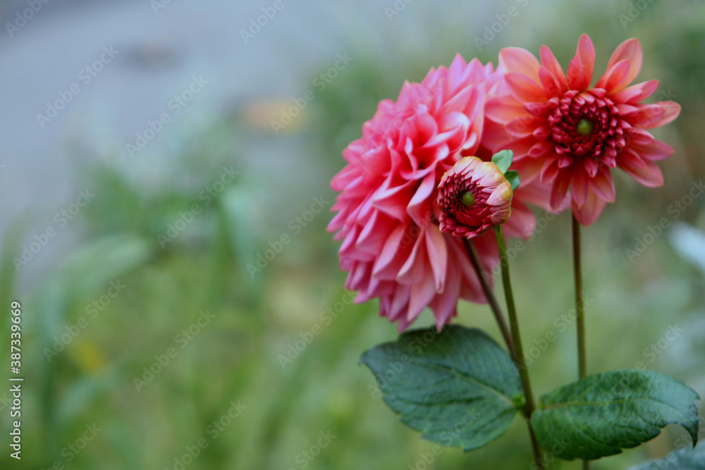 Fototapeta premium bright pink dahlia flowers
