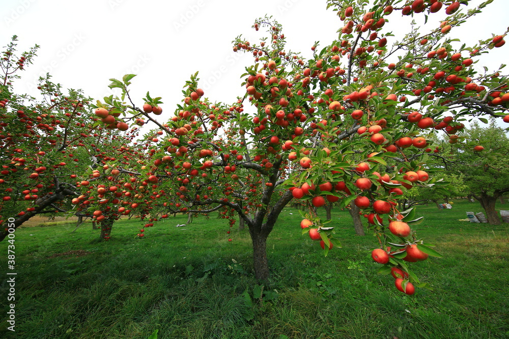 apple and apple orchards, Amasya Apple
apple and apple orchards, Amasya Apple