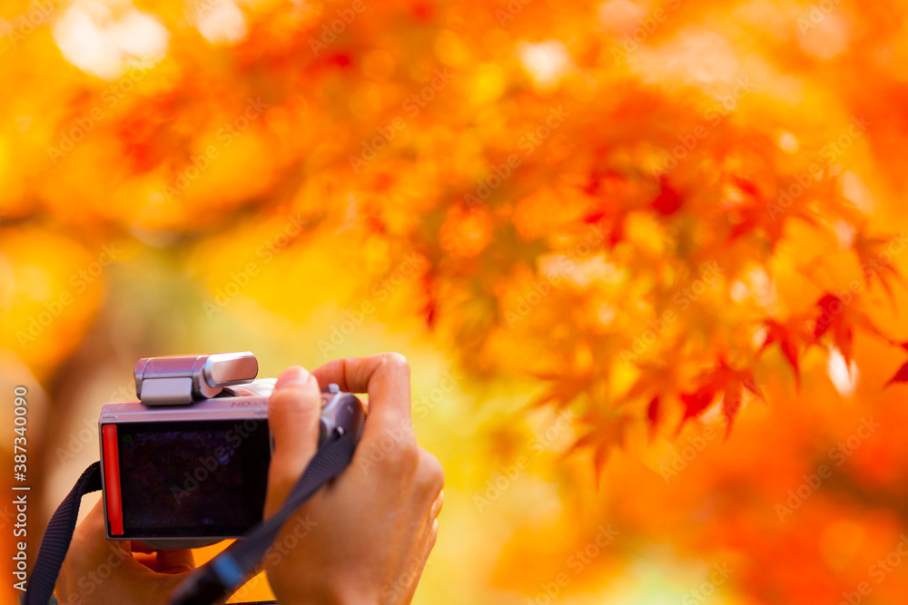 紅葉を撮るカメラ