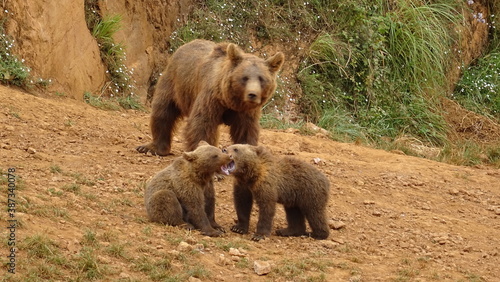oso grizzly