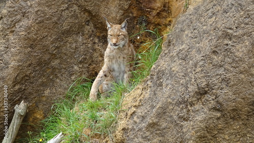 lince ibérico