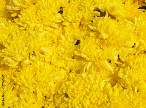 Yellow flowers background