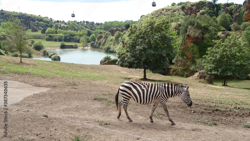 Naklejka premium cebra