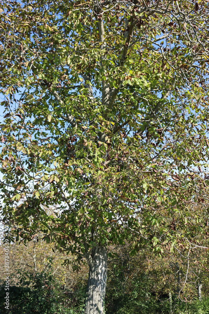 Unripe walnuts growing on a tree on summer. Juglans regia tree against blue sky
Unripe walnuts growing on a tree on summer. Juglans regia tree against blue sky