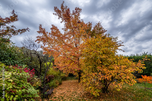 Trees in autumn colors in a garden